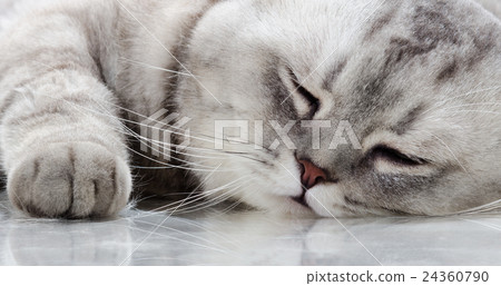 cat 24360790