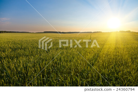 wheat 24360794