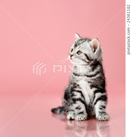kitten kitten 24361182