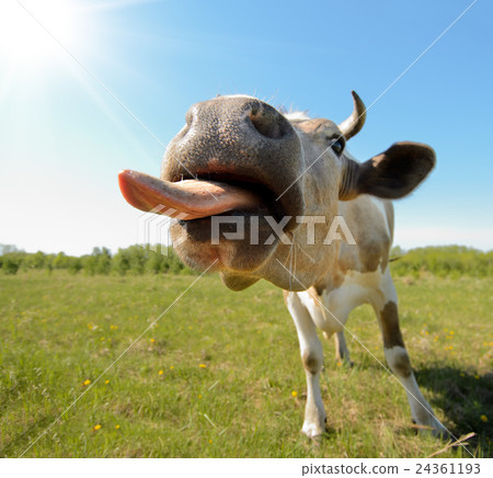 cow cow 24361193