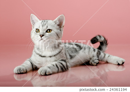 kitten kitten 24361194