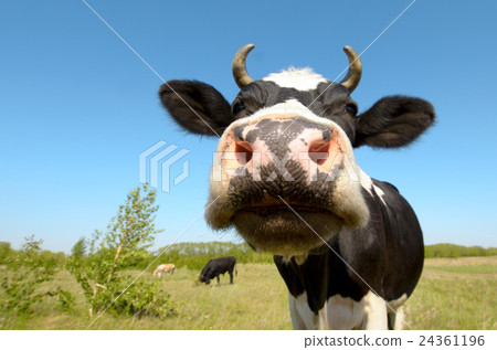 cow cow 24361196