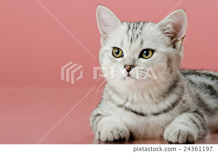 kitten kitten 24361197