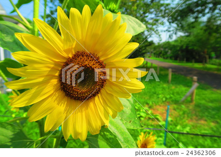 Sunflower flower 24362306
