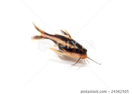 Talking Cat Talking Cat 24362505