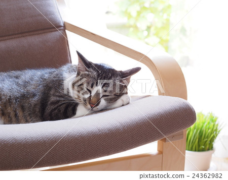 A cat to take a nap 24362982