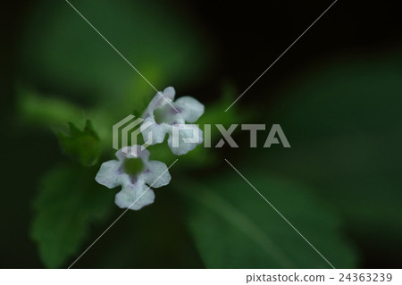 自然植物Inushuta bana,花開花在腳但不顯眼的花但是當您仔細觀察時美麗 自然植物Inushuta bana,花開花在腳但不顯眼的花但是當您仔細觀察時美麗 24363239