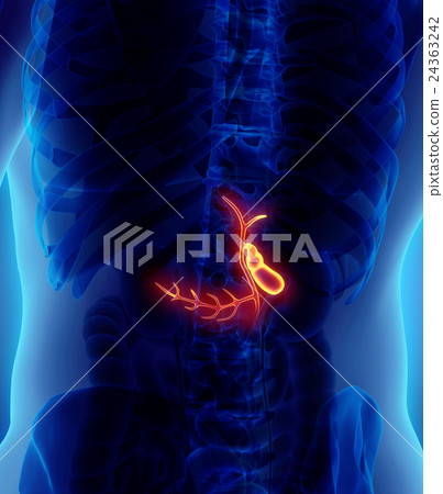 3D illustration of male Gallbladder. 24363242