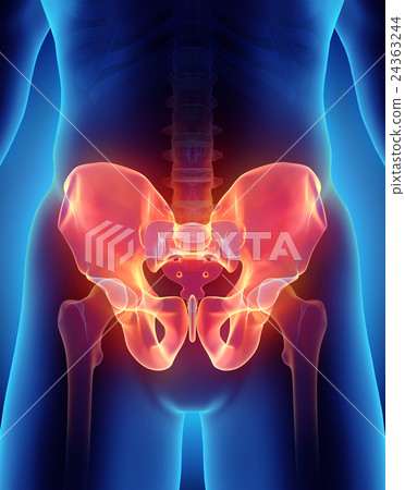 Hip Skeleton on blue background. Hip Skeleton on blue background. 24363244