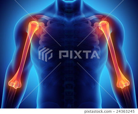 3D illustration of Humerus, medical concept. 3D illustration of Humerus, medical concept. 24363245