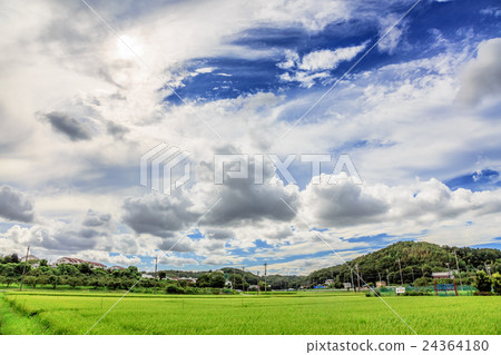 Rural landscape Rural landscape 24364180