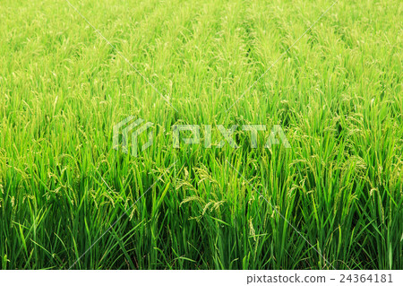 Paddy field Paddy field 24364181