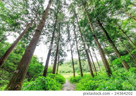 雪松森林 24364202