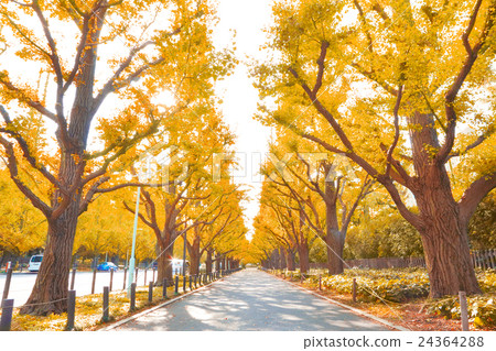 Autumn leaves 24364288