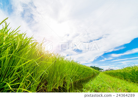 Rural landscape 24364289