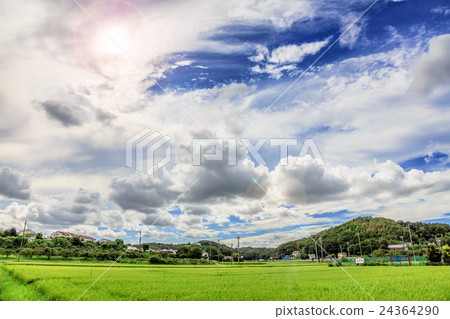 Rural landscape Rural landscape 24364290