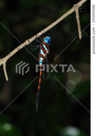 Martin Yangma (male) 24364486