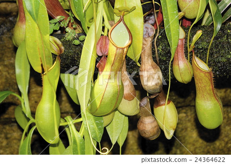 Insectivorous plant 02 Insectivorous plant 02 24364622