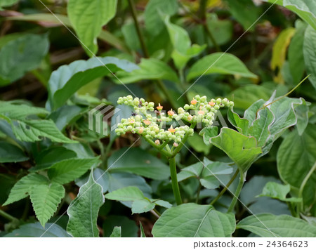 雌花·Ominaeidae科,Mairo花·冬花-1 雌花·Ominaeidae科,Mairo花·冬花-1 24364623