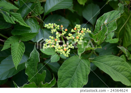 Female flower · Ominaeidae family, Mairou flower · Otokoeshi -2 Female flower · Ominaeidae family, Mairou flower · Otokoeshi -2 24364624