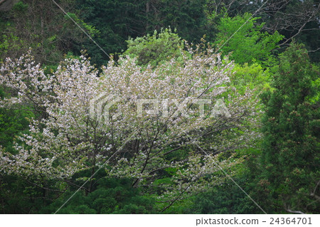 Sakura Sakura 24364701