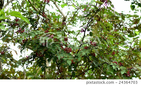 Autumn ingredients, reddish colored, pepper fruit -3 Autumn ingredients, reddish colored, pepper fruit -3 24364703