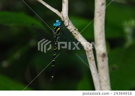 Yabuyama（男） 24364918