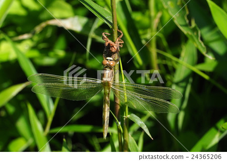 Shiokaratombo (over 1 hour after male and emergence) Shiokaratombo (over 1 hour after male and emergence) 24365206