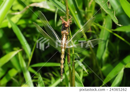 Shiokaratombo（男性出現後約2小時） 24365262