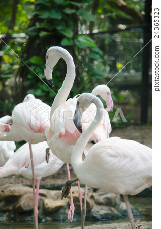 Pink flamingo 24365323