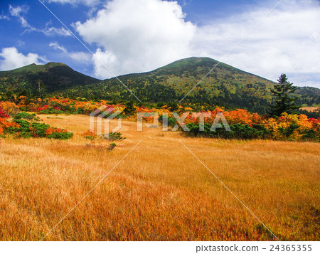Hakkodayama在秋天 24365355