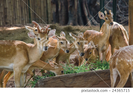 eld's deer 24365715