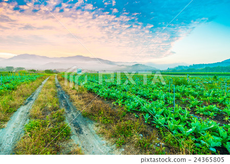 Tobacco field under morning sky 24365805