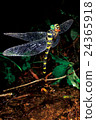 Spawning of Oniyanma 24365918