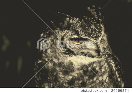 owl, bird, birds 24366274