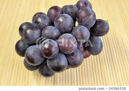 Fujisawa Fujisawa 24366330