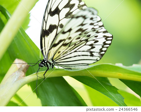 Ogomadara 24366546