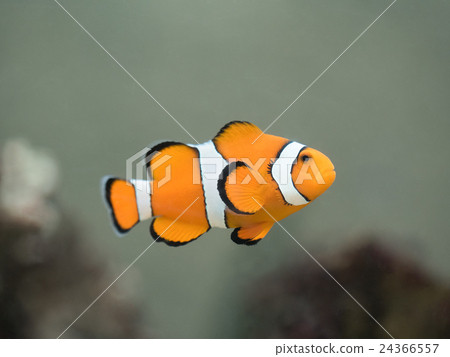 Clown anemonefish 24366557