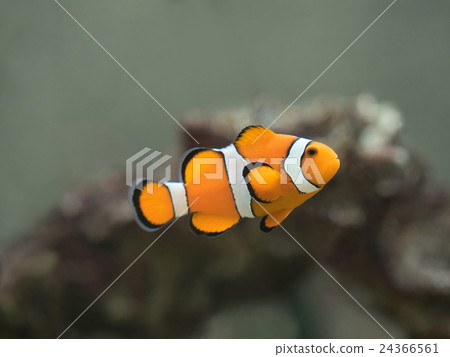 Clown anemonefish 24366561