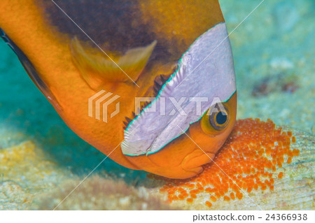 Touaka Anemonefish 24366938