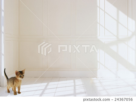 阿比西尼亞人 阿比西尼亞人 24367056