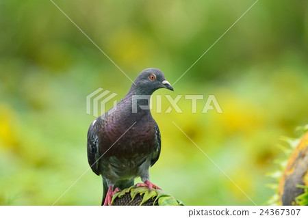 Sunflower field pigeons 24367307