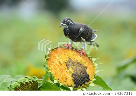 Sunflower field pigeons Sunflower field pigeons 24367311