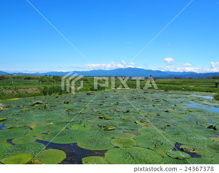 芡實 芡實 24367378