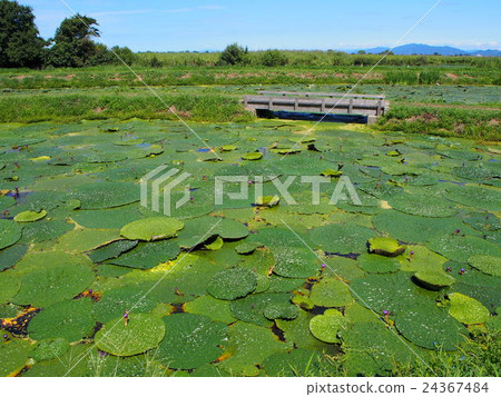 Fukushima-dora~Onivas~ Fukushima-dora~Onivas~ 24367484