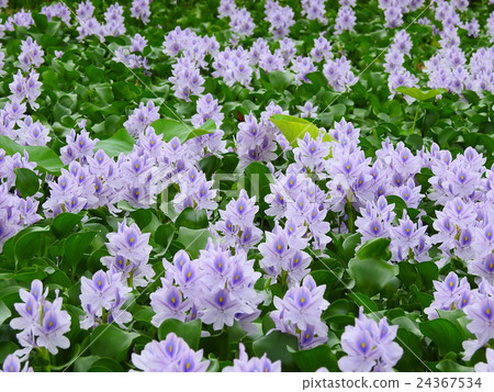 Water hyacinth (Hotei Aoi) 24367534