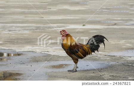 old chicken stand on cement floor 24367821