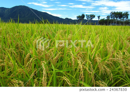 Scenery with rice scoop tree 24367830