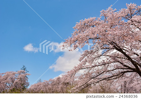櫻花（1） 24368036