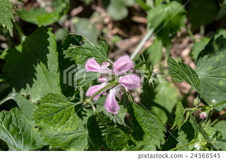 Materials of Ring Scale Inflorescence of Odoriko (Odorikoso) Materials of Ring Scale Inflorescence of Odoriko (Odorikoso) 24368545